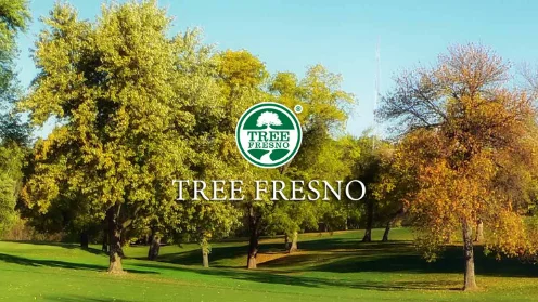Tree Fresno